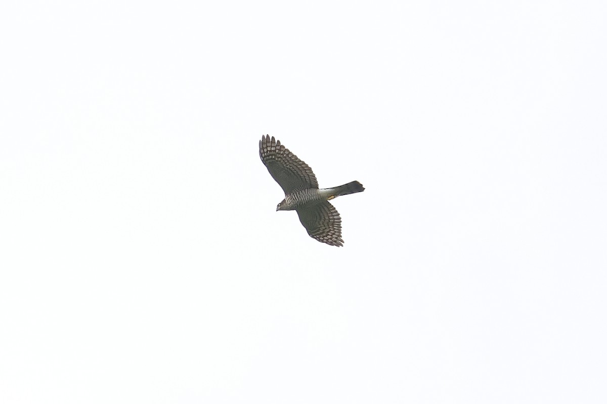 Mountain Hawk-Eagle - ML642154635