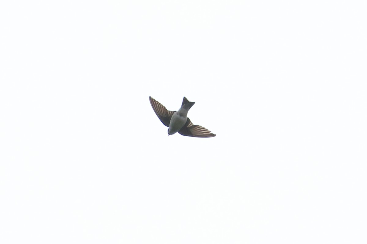 Asian House-Martin - ML642154649