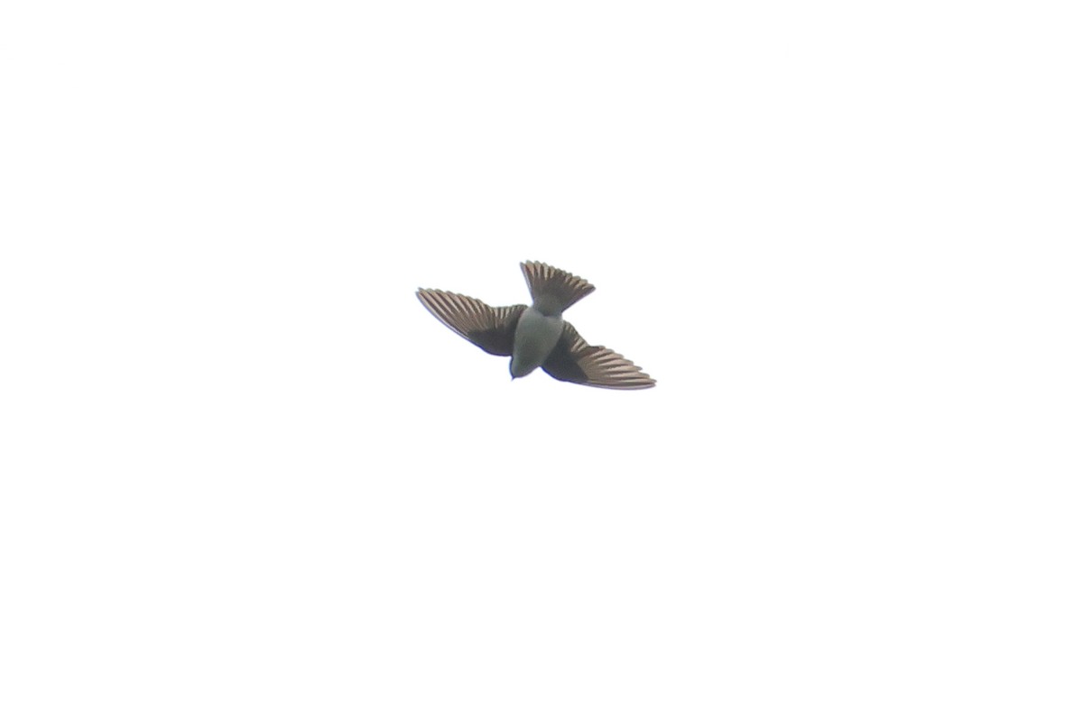 Asian House-Martin - ML642154650