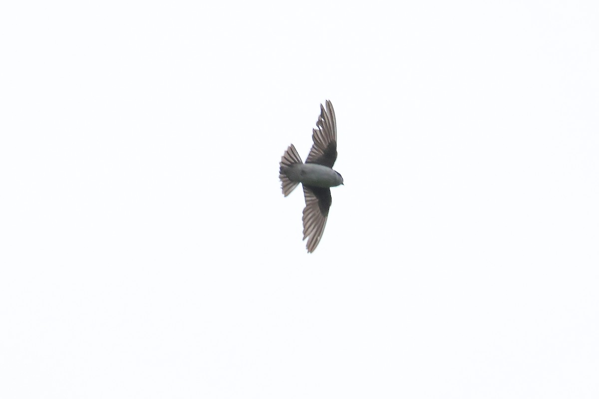 Asian House-Martin - ML642154651