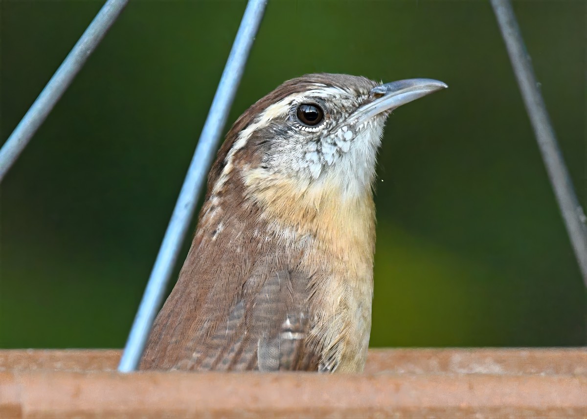 Carolina Wren - ML642154660