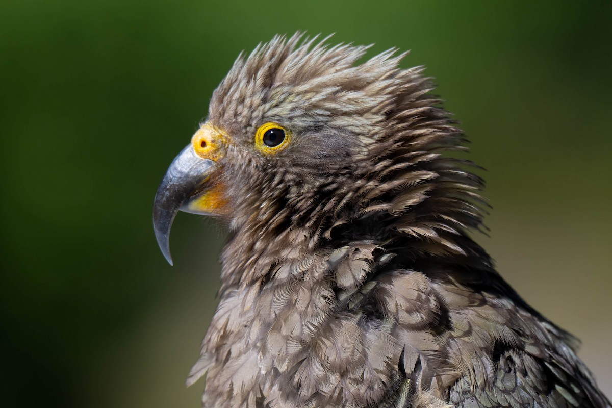 nestor kea - ML642154675