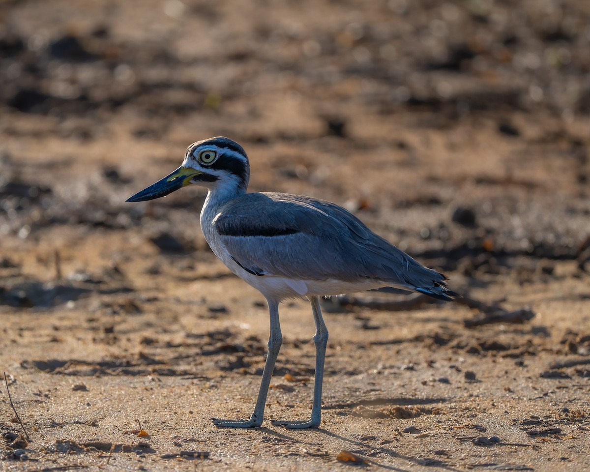 Great Thick-knee - ML642154677