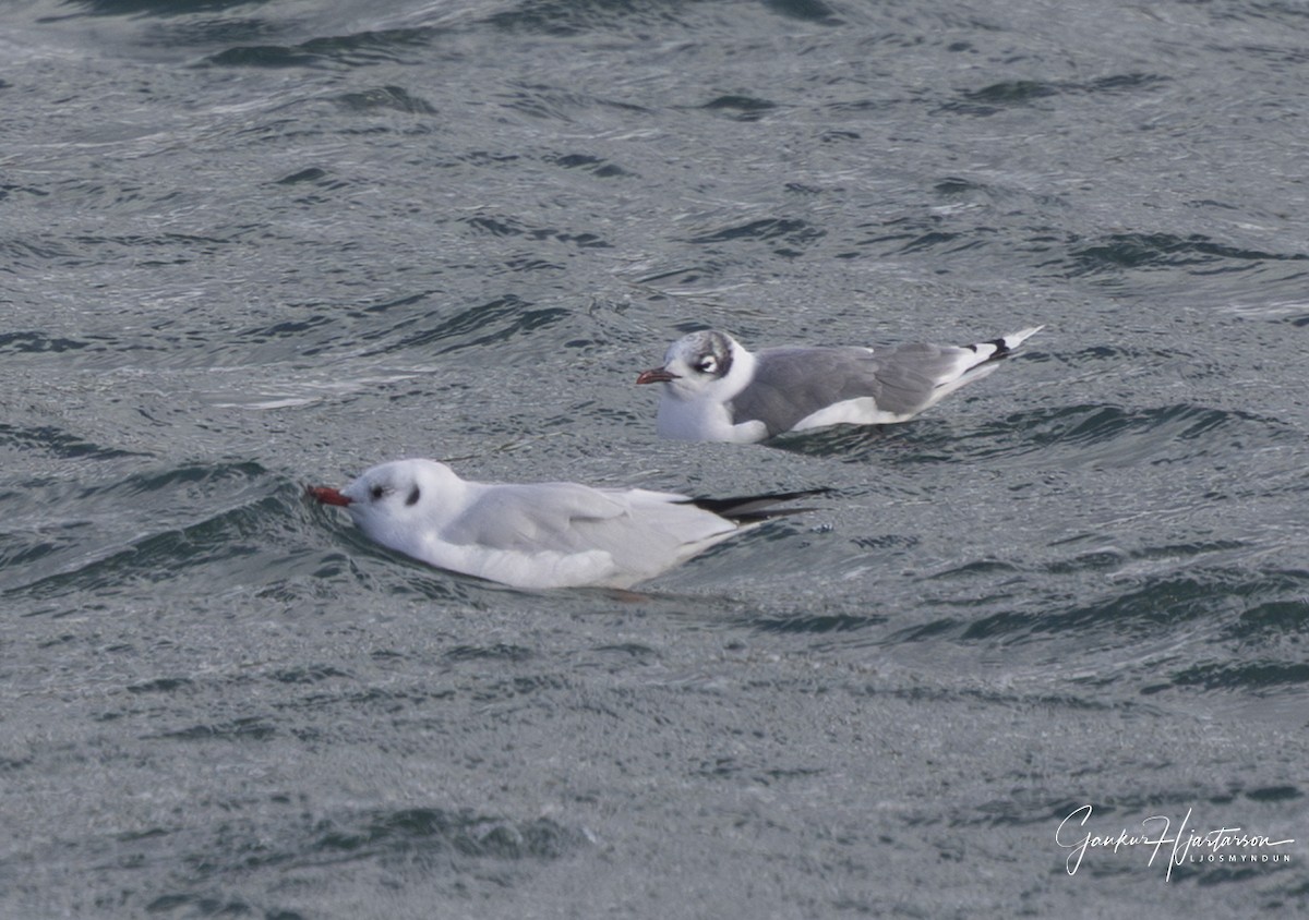 Franklin's Gull - ML642154678