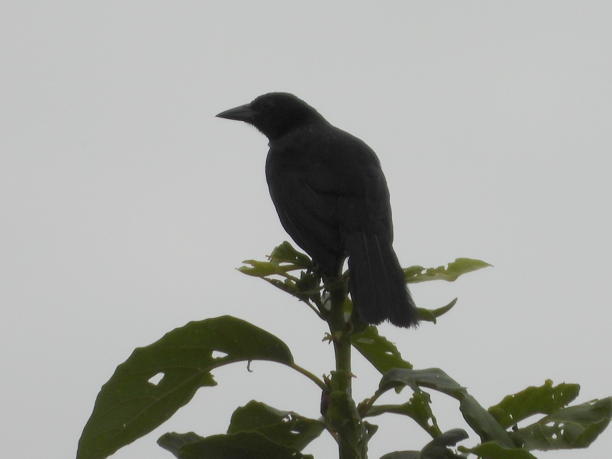 Melodious Blackbird - ML642154679