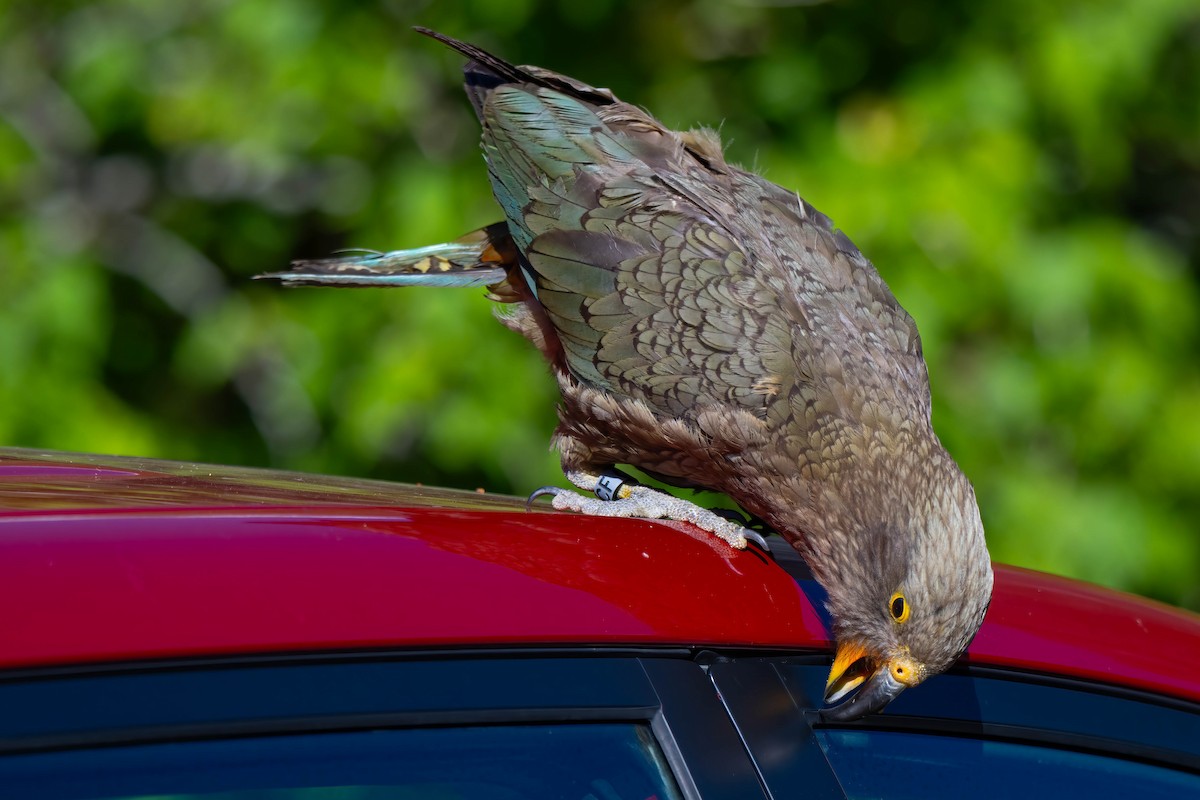 nestor kea - ML642154680