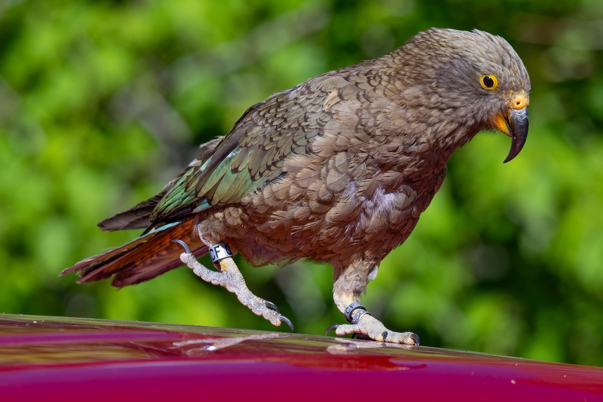 nestor kea - ML642154685