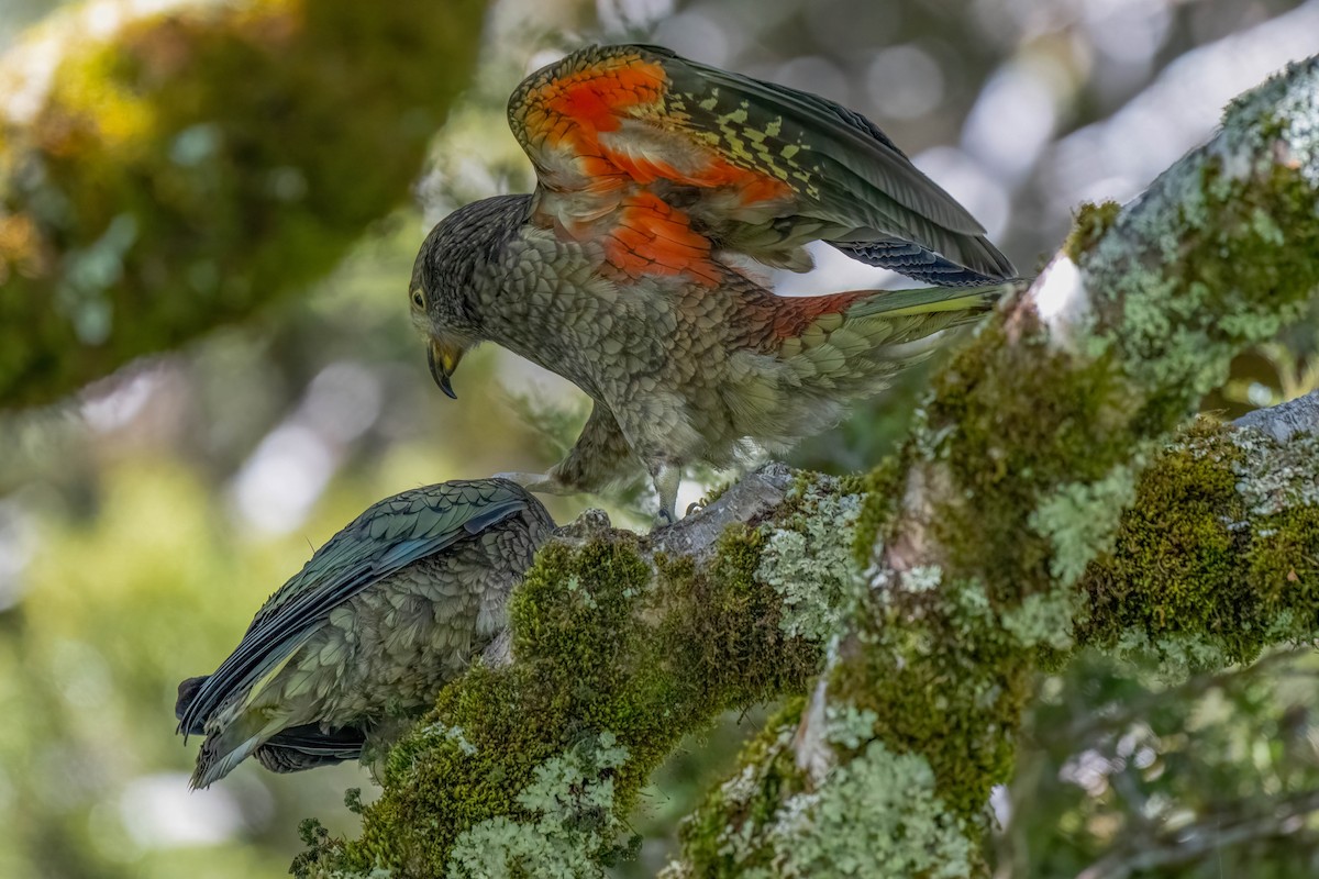 nestor kea - ML642154688