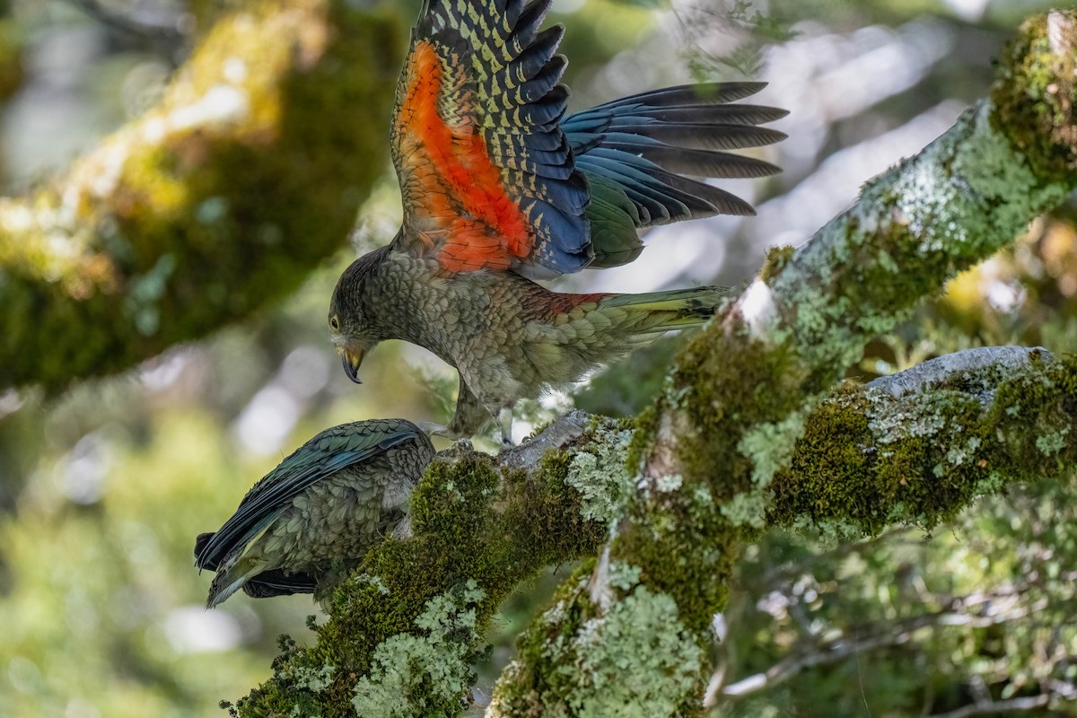 nestor kea - ML642154690