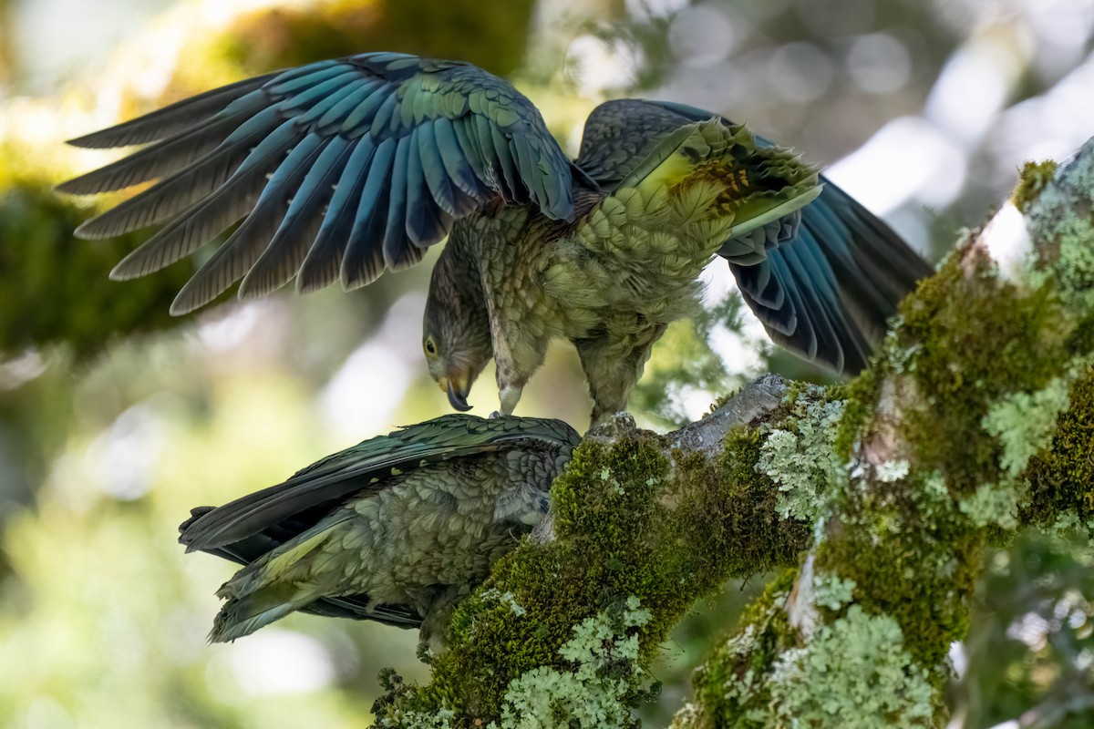 nestor kea - ML642154691