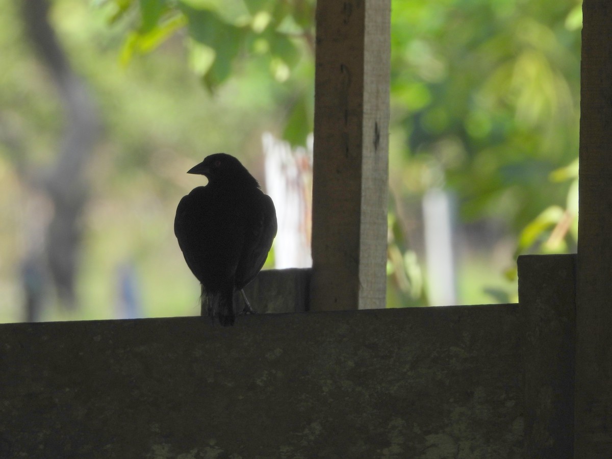 Bronzed Cowbird - ML642154696