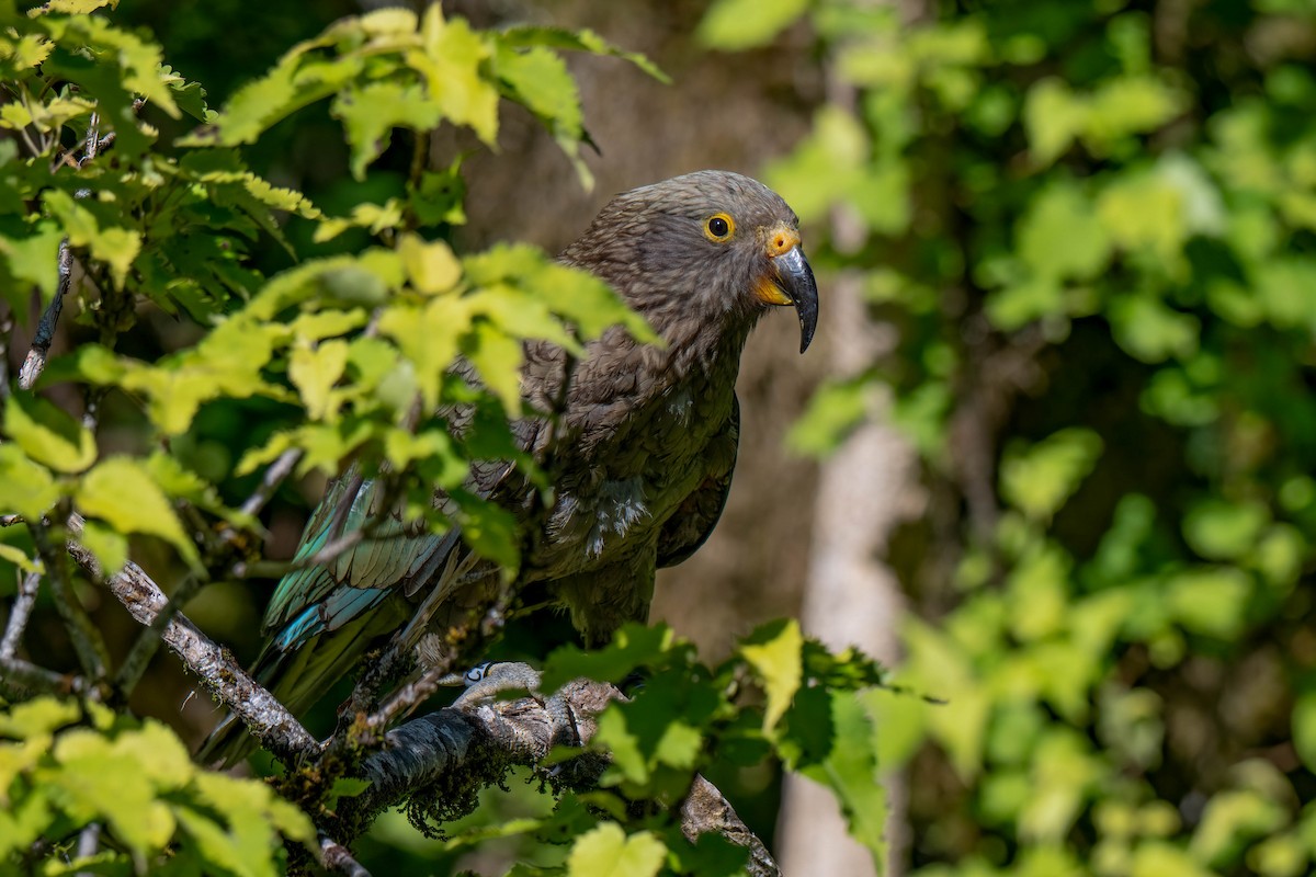 nestor kea - ML642154703