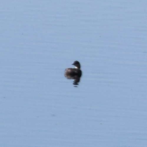 Horned Grebe - ML642154709