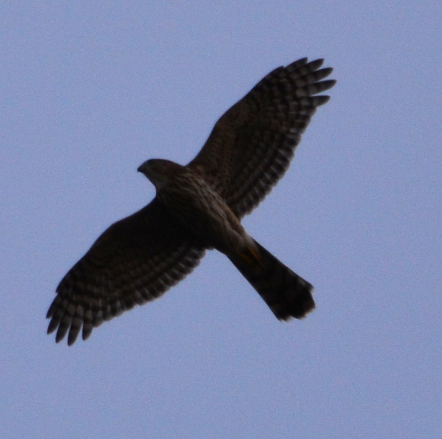 Cooper's Hawk - ML642154723