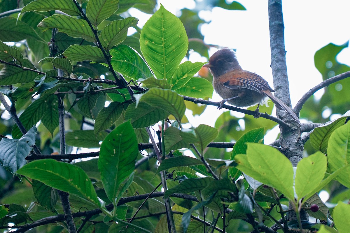 Rusty-fronted Barwing - ML642154737