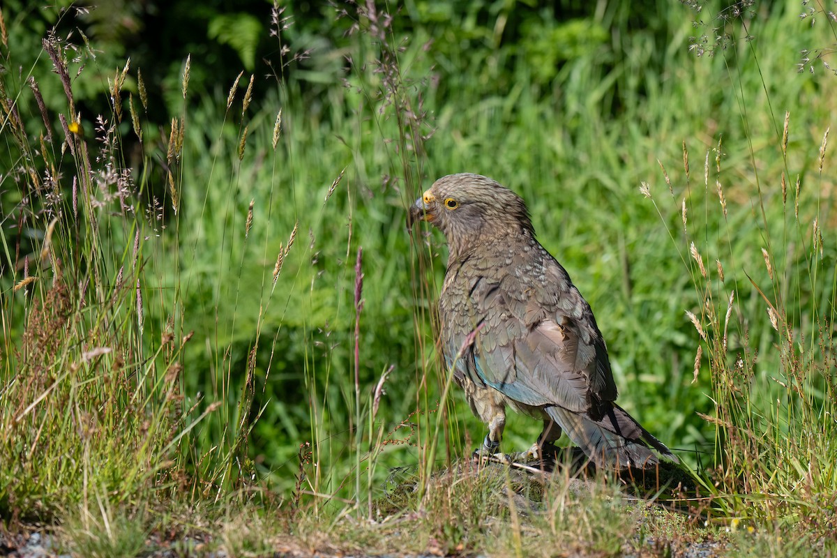 nestor kea - ML642154743