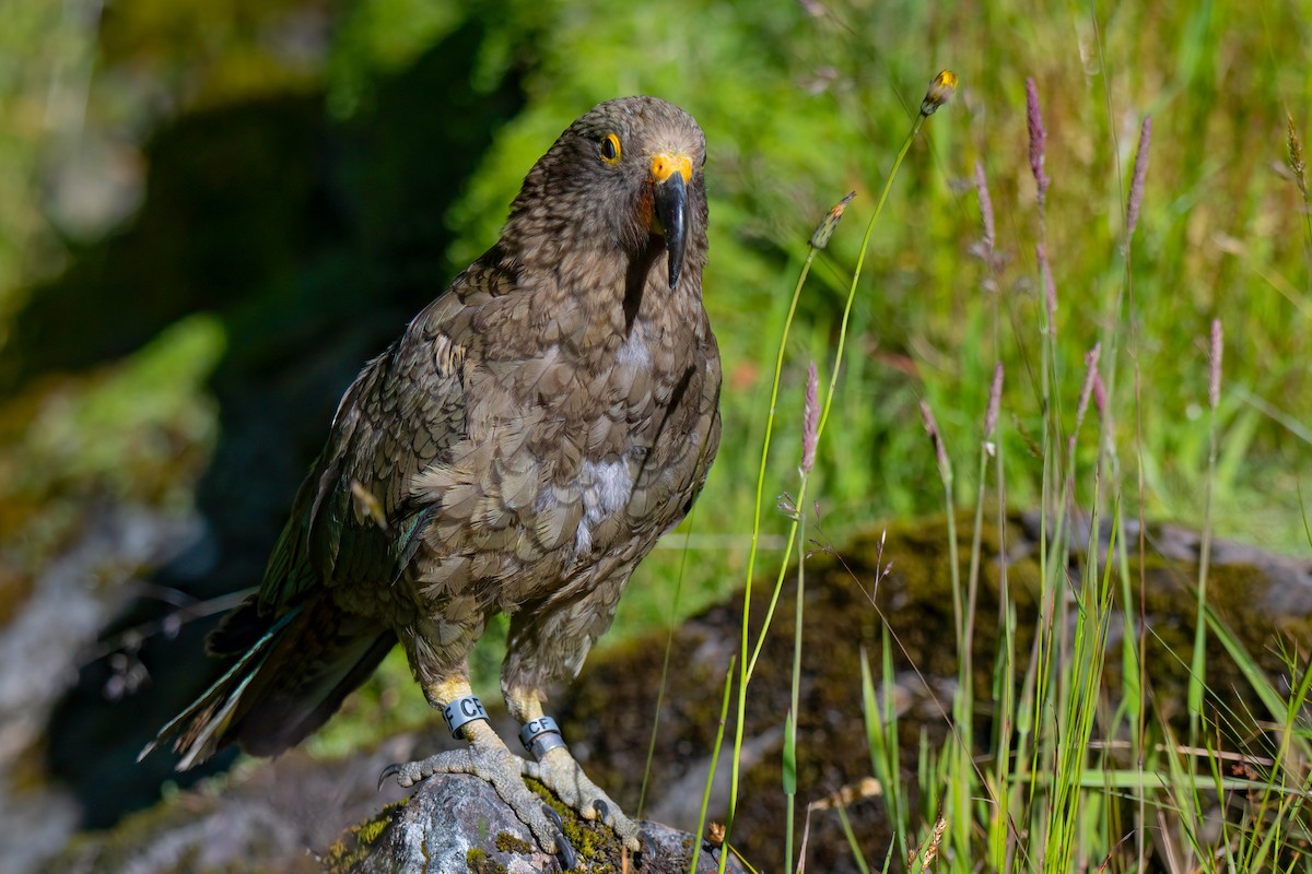 nestor kea - ML642154750