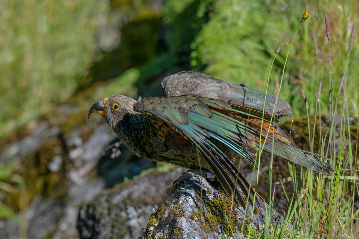 nestor kea - ML642154759