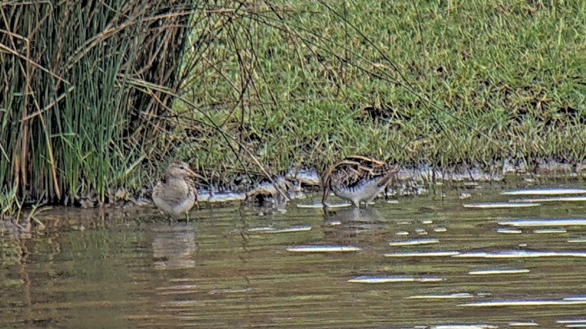 Pectoral Sandpiper - ML642154765