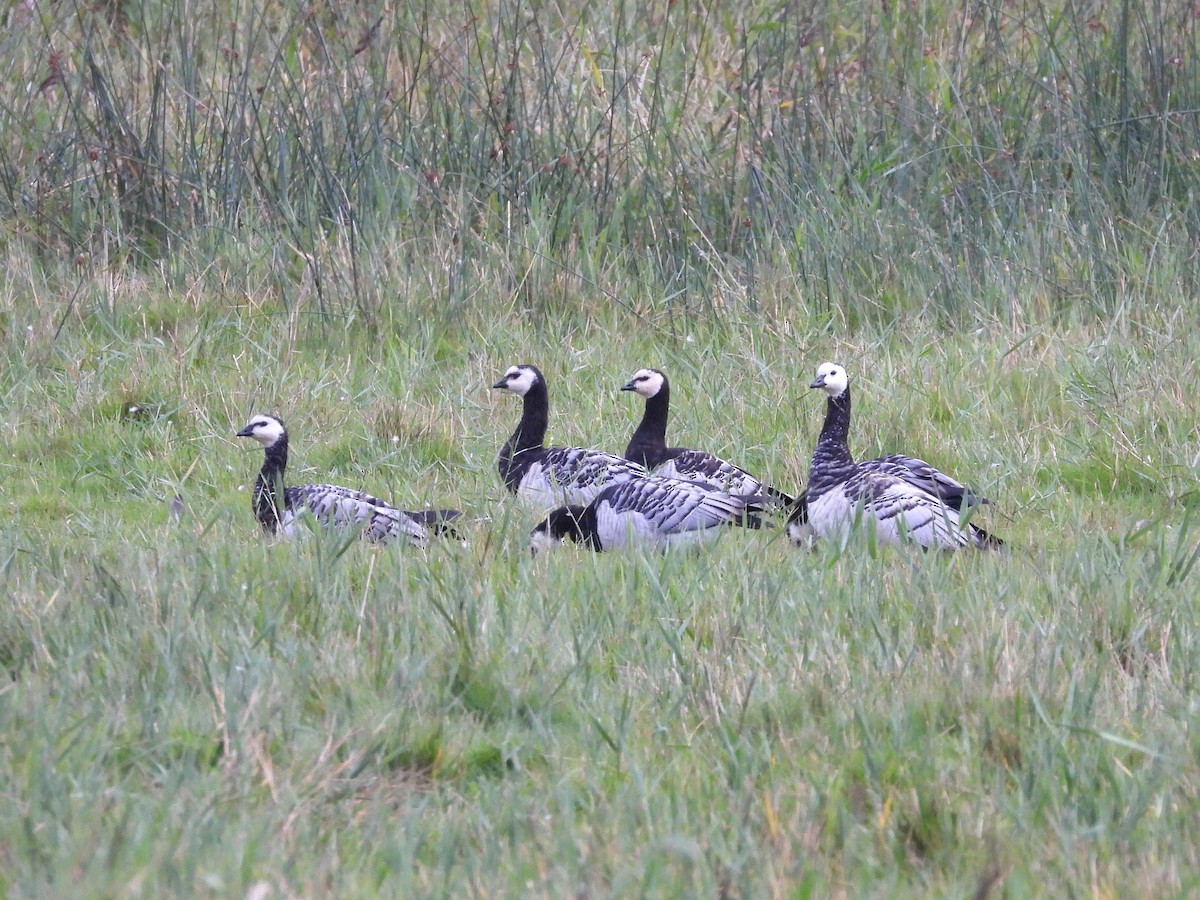Barnacle Goose - ML642154773