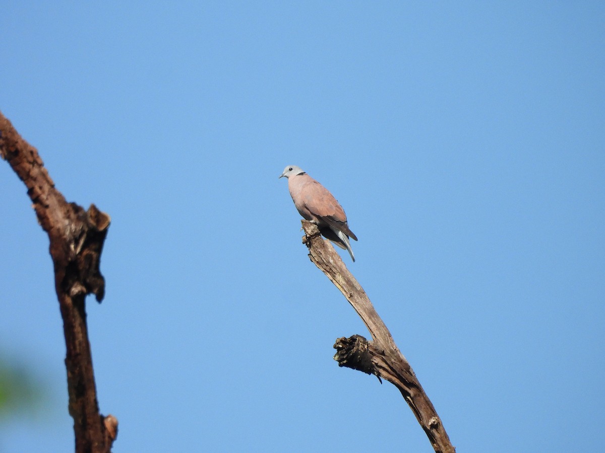 Red Collared-Dove - ML642154787