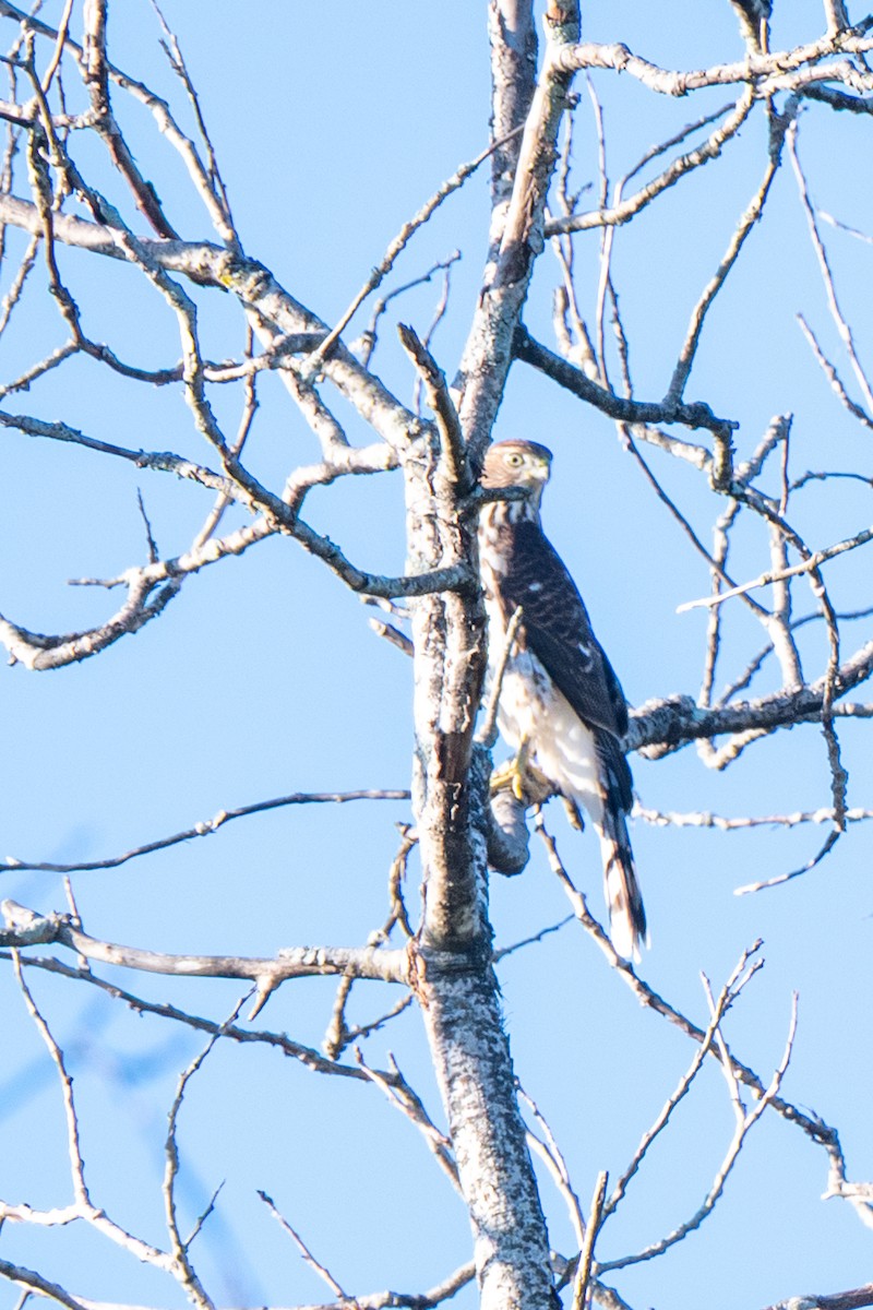 Cooper's Hawk - ML642154822