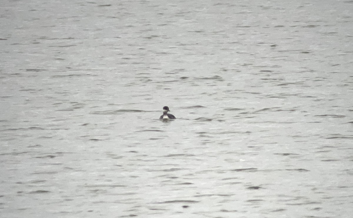Horned Grebe - ML642154823