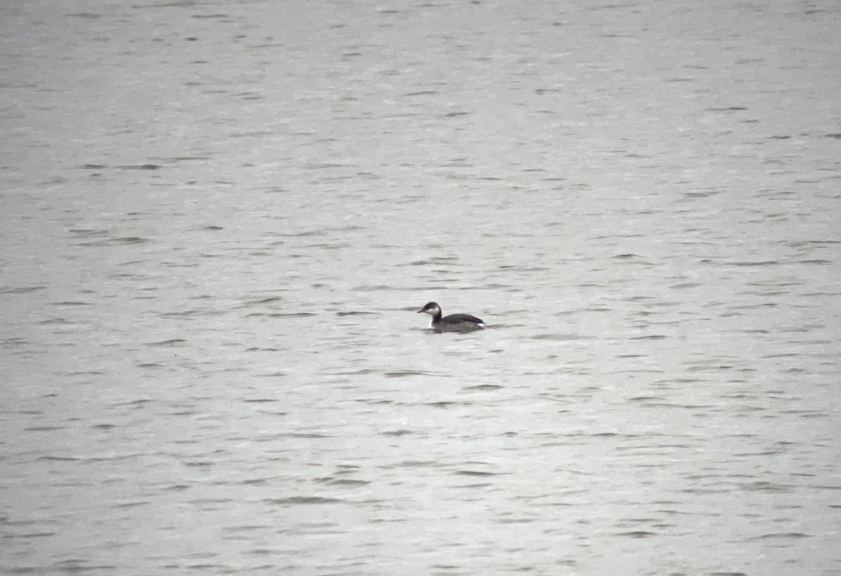 Horned Grebe - ML642154824