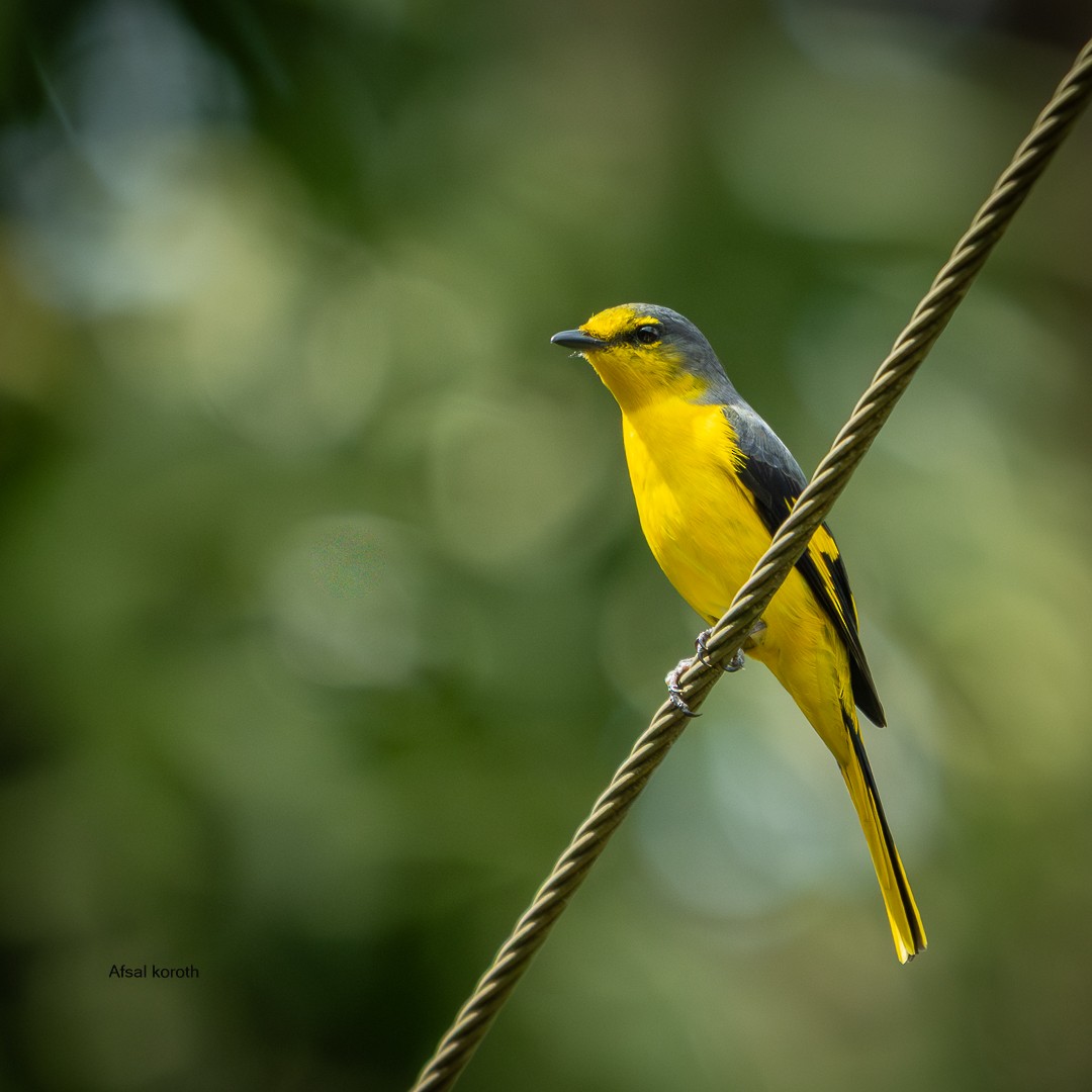 Orange Minivet - ML642154857