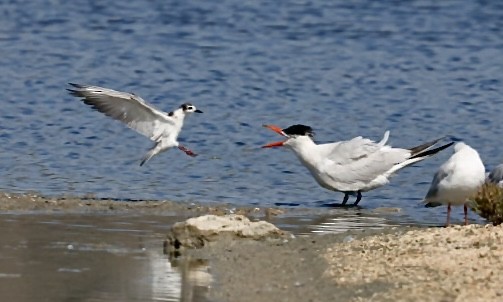 Caspian Tern - ML642154871