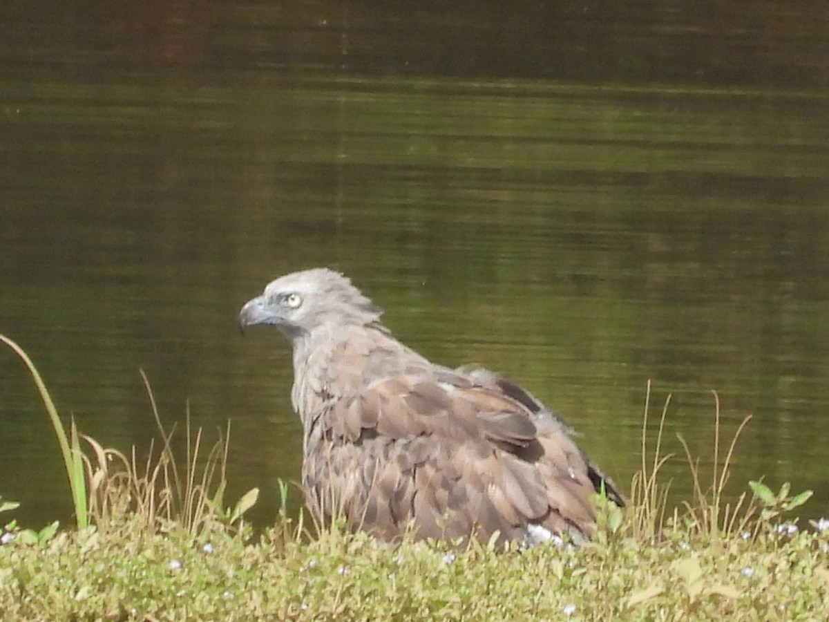 コウオクイワシ - ML642154887