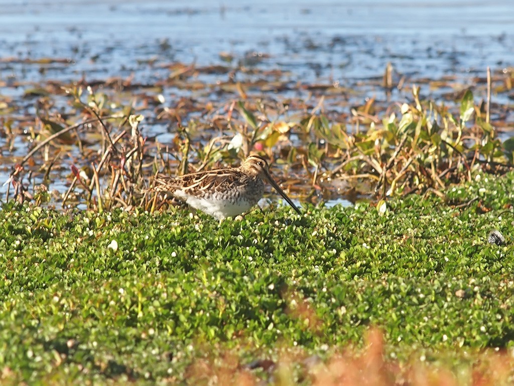 African Snipe - ML642154904
