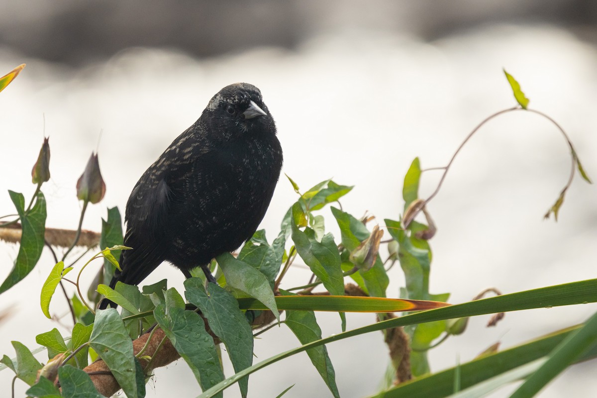 Yellow-winged Blackbird - ML642154930