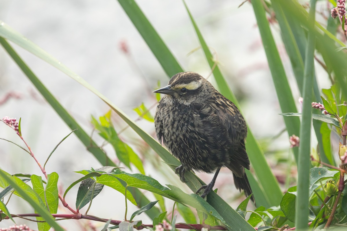 Yellow-winged Blackbird - ML642154931