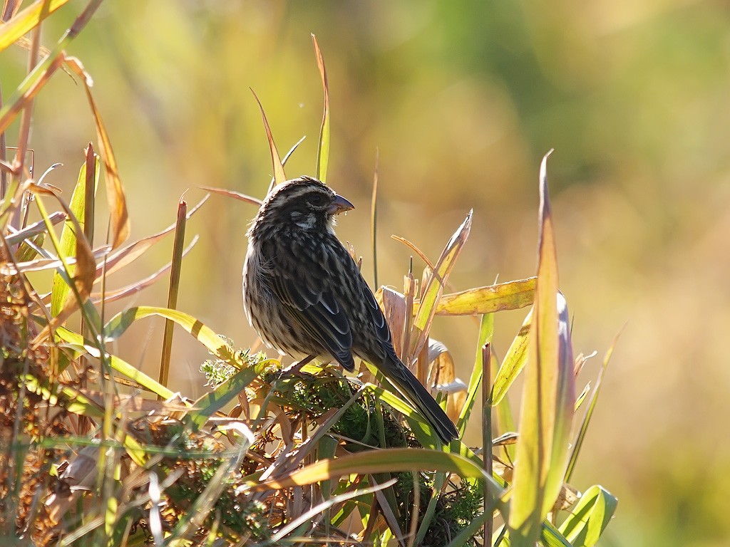 Streaky Seedeater - ML642154947