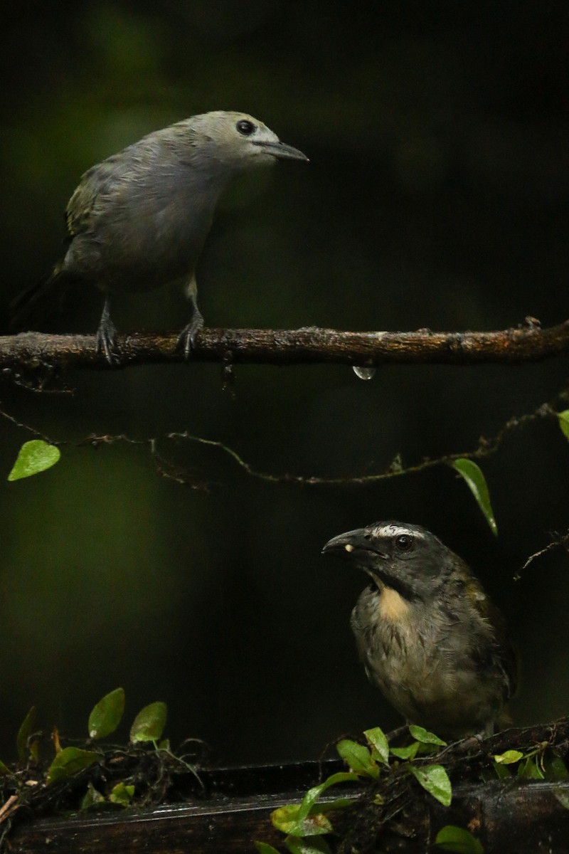 Palm Tanager - ML642154948