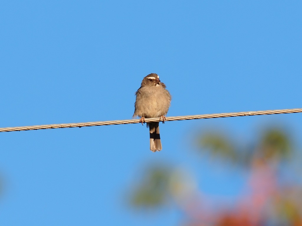 Brown-rumped Seedeater - ML642154959