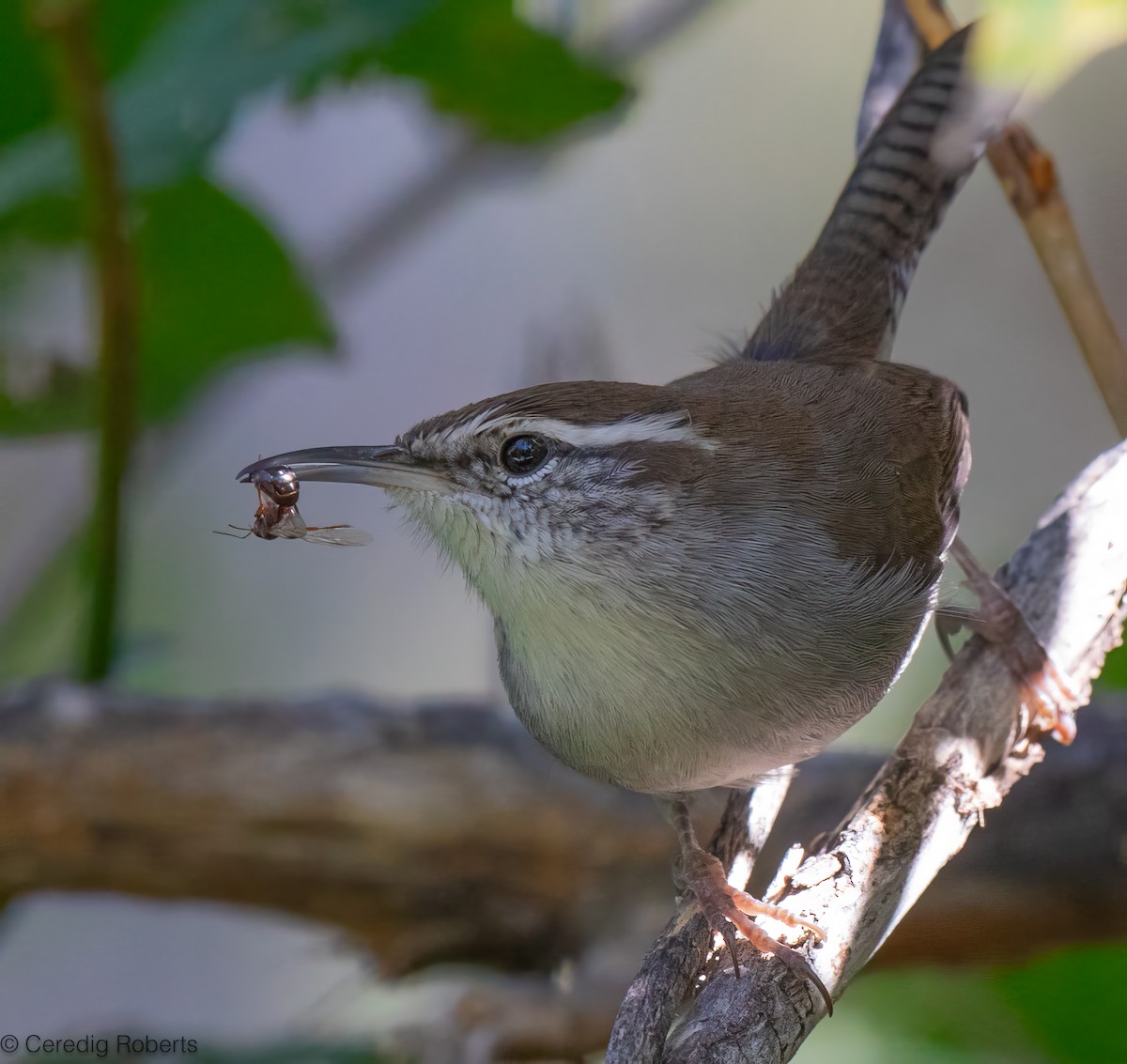 Bewick's Wren - ML642154960
