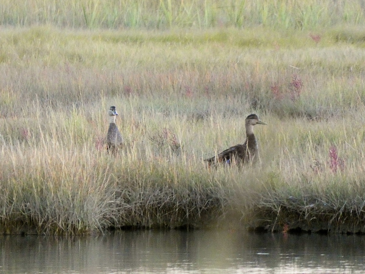 American Black Duck - ML642154999