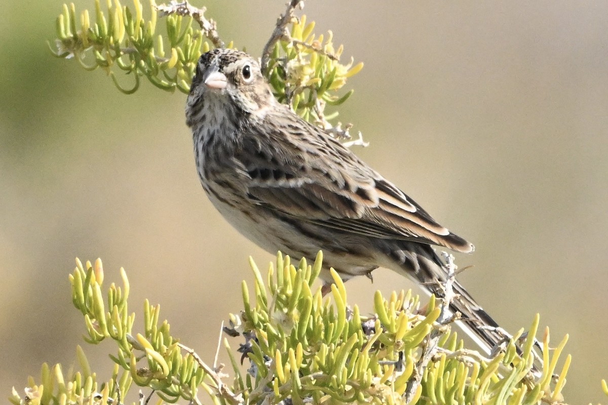 Vesper Sparrow - ML642155028