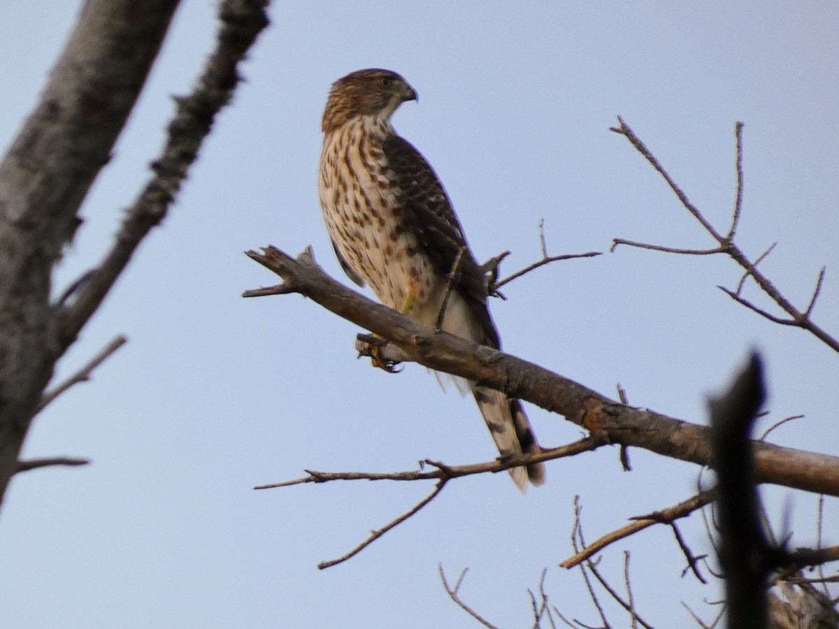 Cooper's Hawk - ML642155051