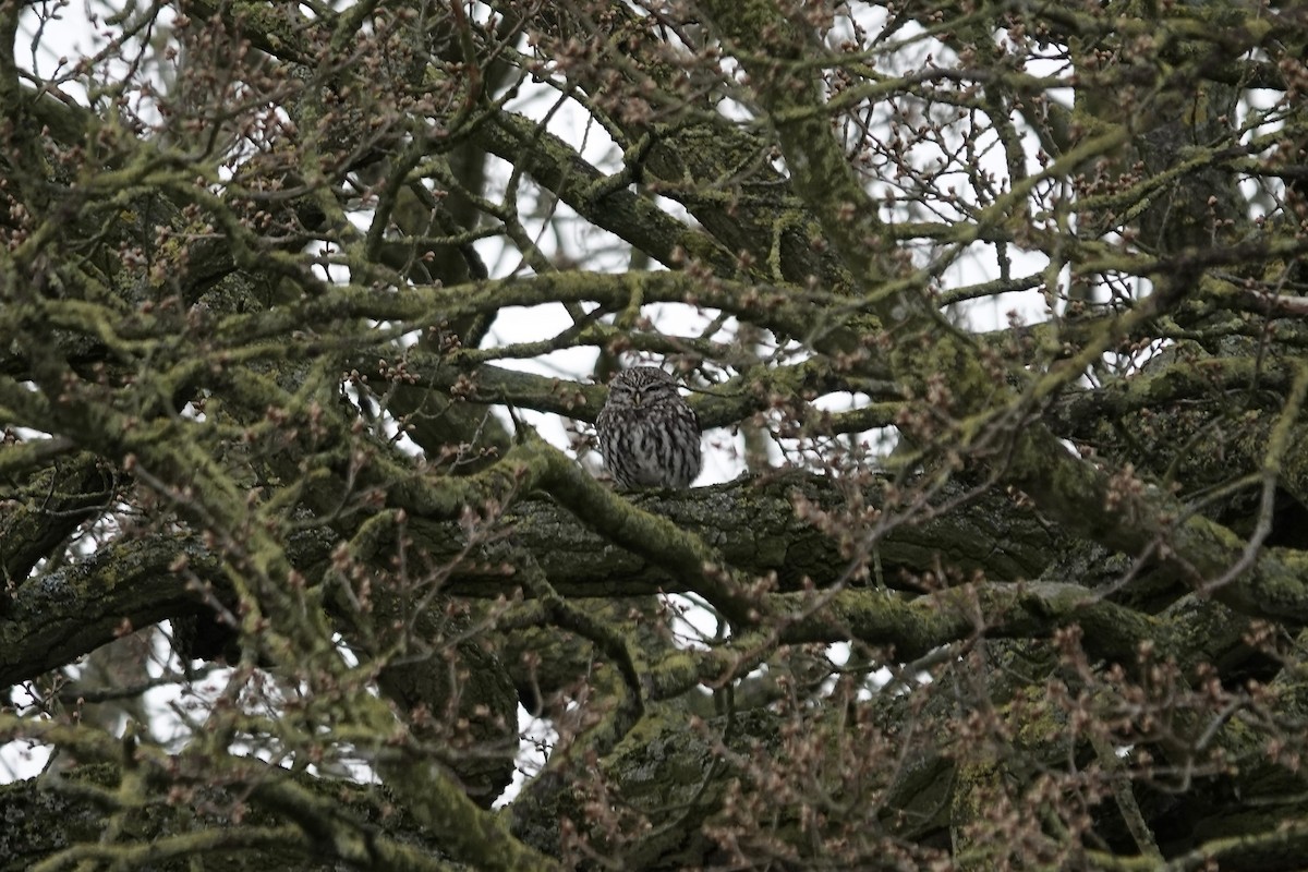 Little Owl - ML642155058