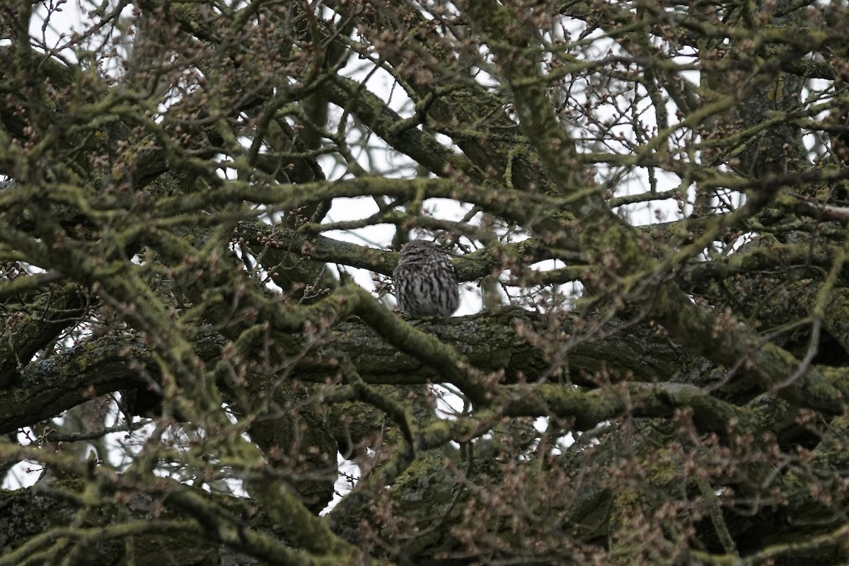 Little Owl - ML642155059