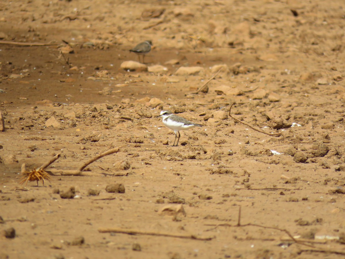 Seeregenpfeifer (alexandrinus/nihonensis) - ML642155062