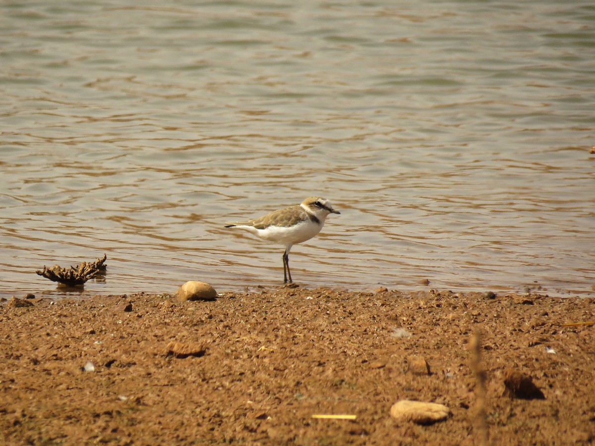 Seeregenpfeifer (alexandrinus/nihonensis) - ML642155063