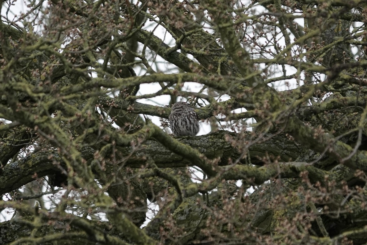 Little Owl - ML642155064