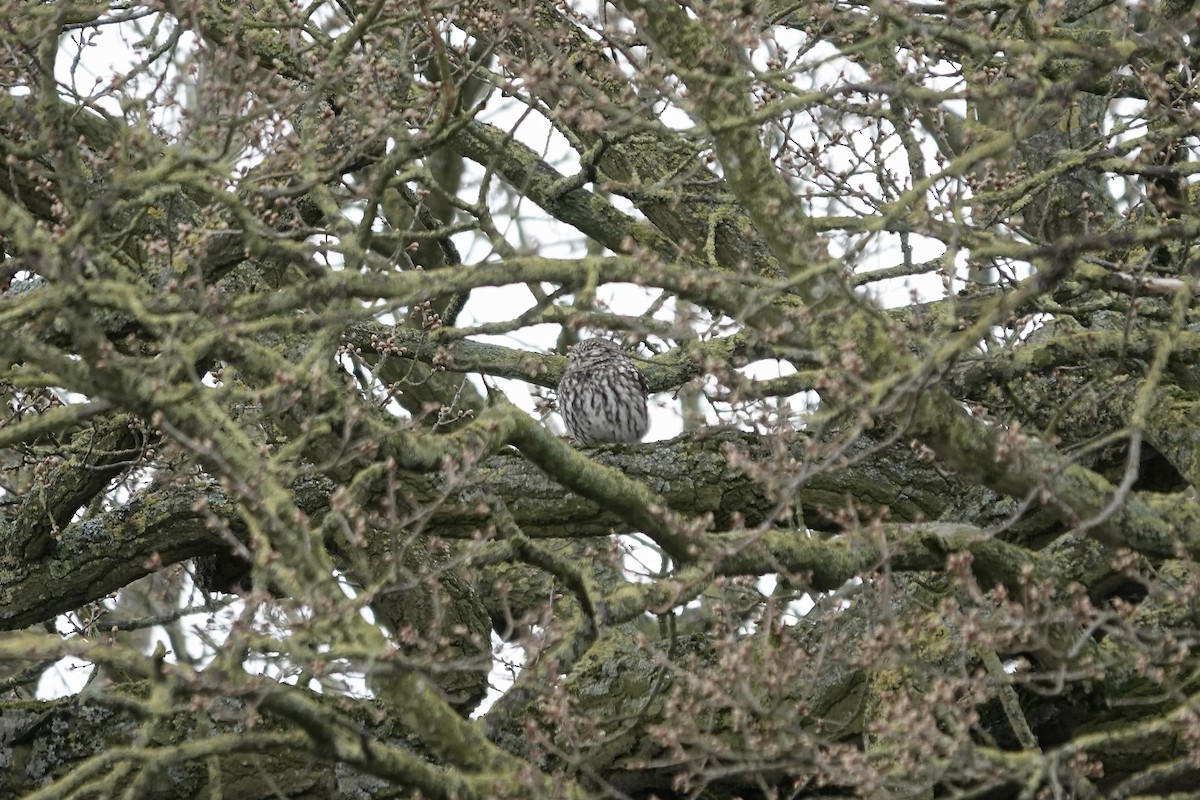 Little Owl - ML642155065