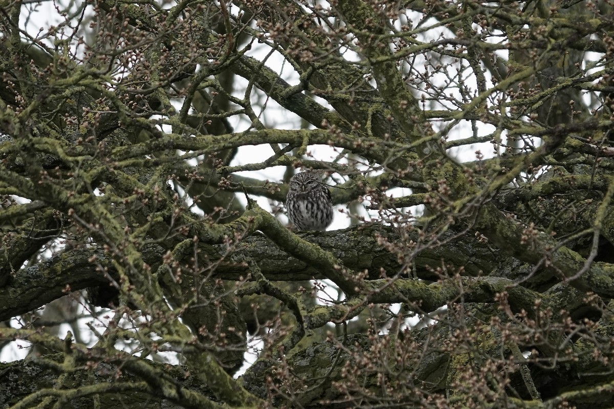 Little Owl - ML642155067
