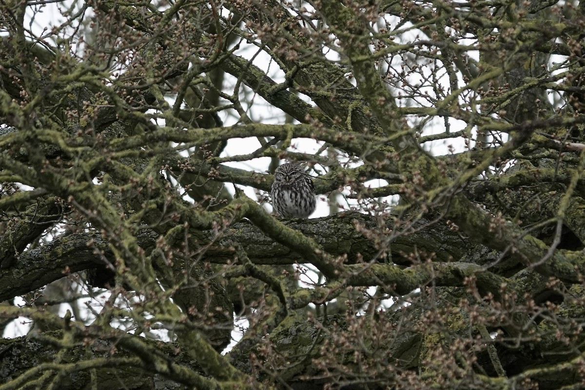 Little Owl - ML642155070