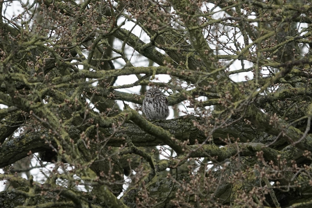 Little Owl - ML642155071
